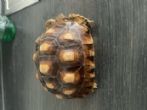 Sulcata : Young approx 2 years old (Mr Krum)